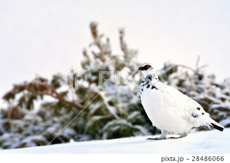 雷鳥 かわいい 冬 雪 可愛いの写真素材