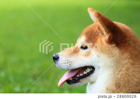 犬 柴犬 横顔の写真素材