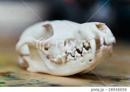 髑髏 キツネ 骨 歯の写真素材