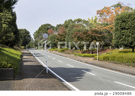 熊本テクノリサーチパーク イチョウ イチョウの木 テクノリサーチパークの写真素材