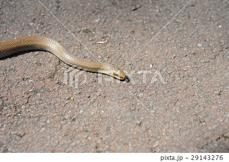 へび 蛇 ヘビ じむぐりの写真素材