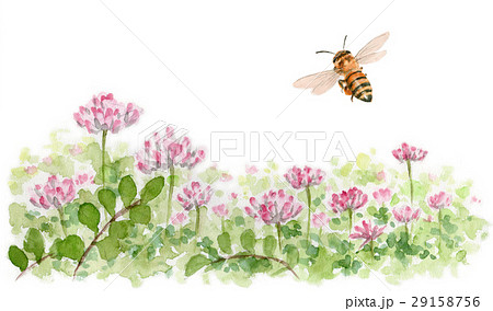 ミツバチ 花 植物 レンゲのイラスト素材