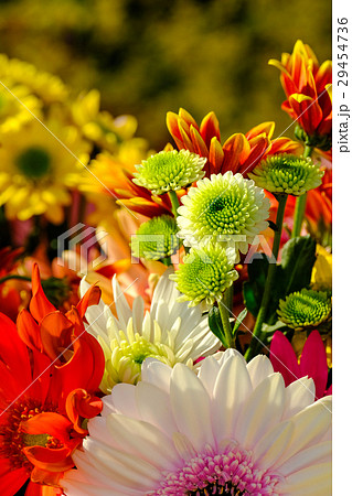 ガーベラ 花 カラフル 色彩の写真素材