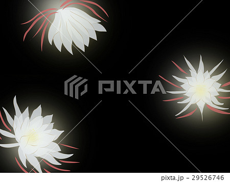月下美人 花のイラスト素材