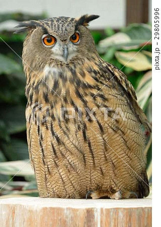 ミミズク 木菟 木兎 鵩の写真素材 - PIXTA