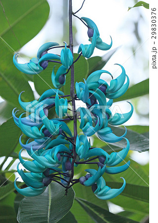 ヒスイカズラ 青い花 エメラルドグリーン 熱帯植物の写真素材