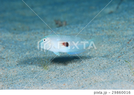 海水魚 海中 魚 テンスの写真素材 - PIXTA