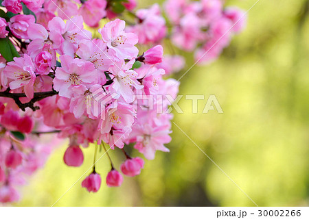 花海棠の写真素材 - PIXTA