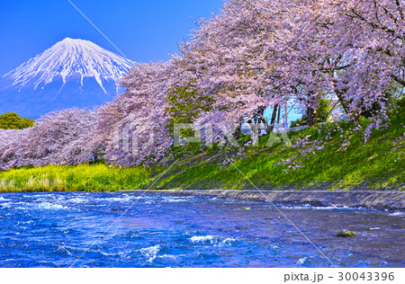 富士山 桜 川 潤井川の写真素材 - PIXTA