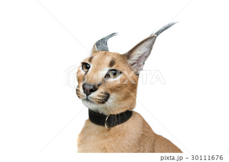 オオヤマネコ ペット 愛玩動物 ベージュ色の写真素材