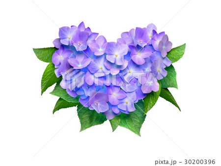 花 紫陽花 面白い 形の写真素材