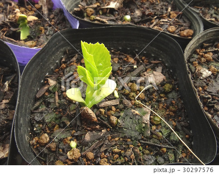 ゴーヤの苗の写真素材