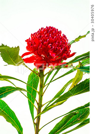 ワラタ 花の写真素材