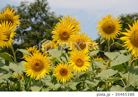 大洲五郎河川敷の写真素材
