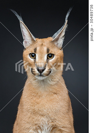 オオヤマネコ ペット 愛玩動物 ベージュ色の写真素材