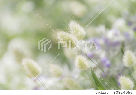 ラグラスバニーテール 植物 花 春の写真素材