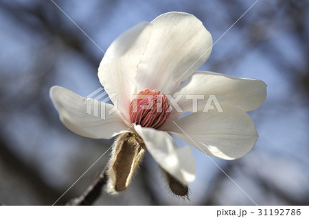 北こぶし 花の写真素材