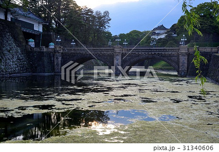 皇居 東京 天皇 柳の写真素材