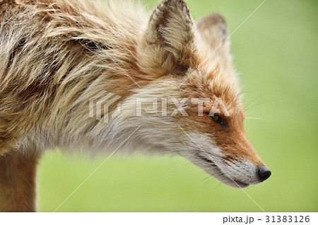 キタキツネ キツネ 横顔 生き物の写真素材