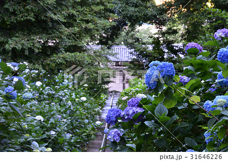 紫陽花 アジサイ 吉備津神社 初夏の写真素材