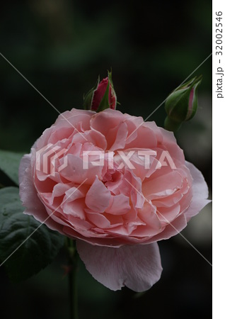 ストロベリー ヒル イングリッシュローズ 花 薔薇の写真素材