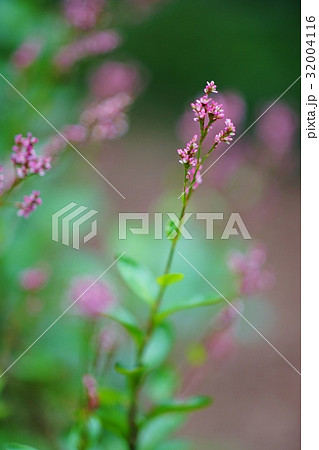 藍の花の写真素材