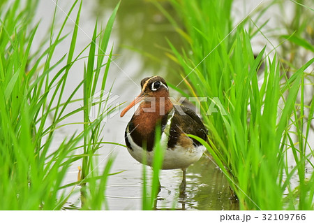 タマシギ 羽根 鳥 羽毛の写真素材 - PIXTA