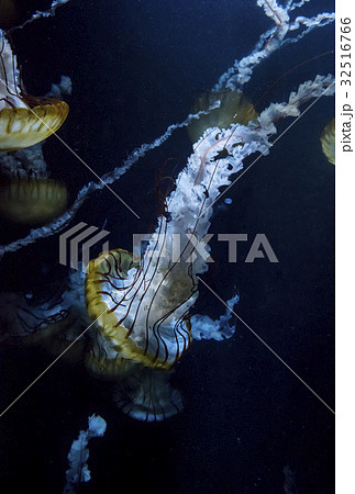 クラゲ 軟体動物 透明 かわいいの写真素材