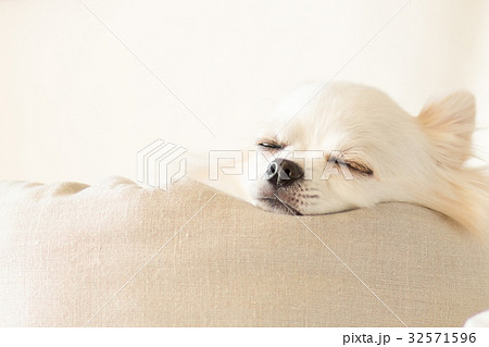 犬 チワワ 寝顔 白バックの写真素材