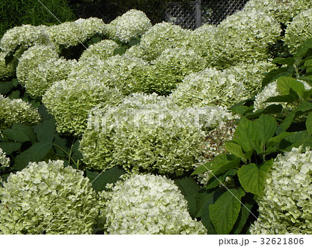 アベル アジサイ ハイランドアナベル 花の写真素材