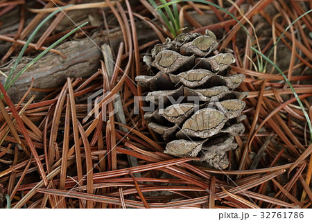 杉ぼっくりの写真素材 - PIXTA