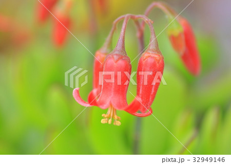 パピラリス 多肉植物 赤い花 多肉植物の赤い花の写真素材