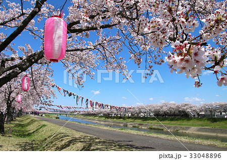 釈迦堂川 桜並木 須賀川桜街道 桜の写真素材