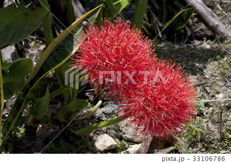 ブラッドリリーの写真素材