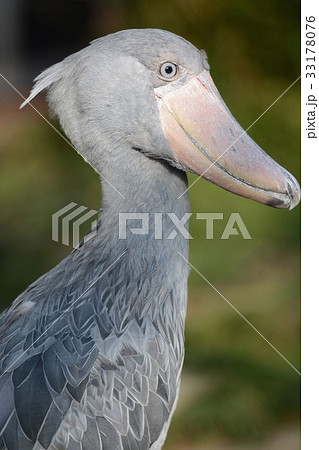 ハシビロコウ 嘴広鸛 動物 鳥類の写真素材 - PIXTA