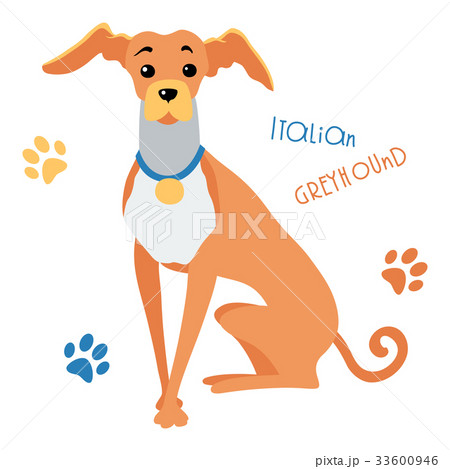 イタリアングレイハウンド わんこ 犬 面白いのイラスト素材