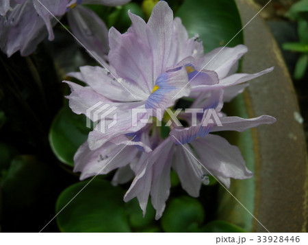 白い花 布袋草 水草 ホテイソウの写真素材