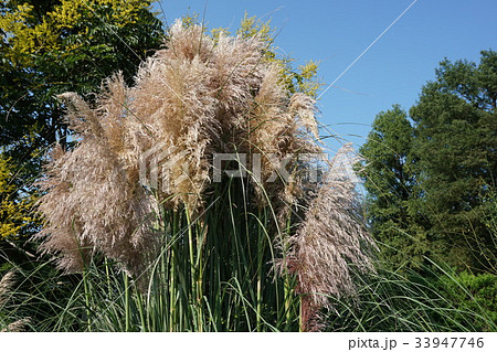 大きいすすき 羽毛のような しろすすき 西洋すすきの写真素材