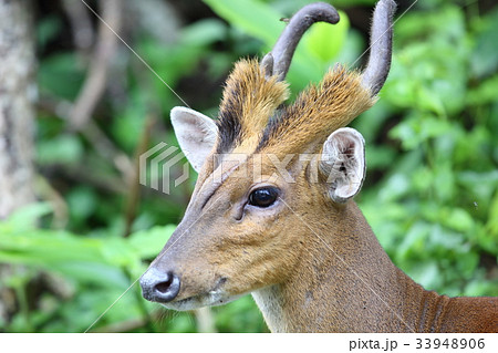 キョン 動物の写真素材