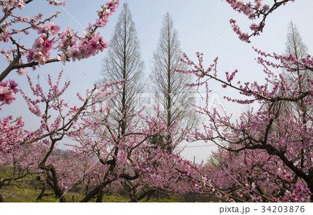 桃の木の写真素材