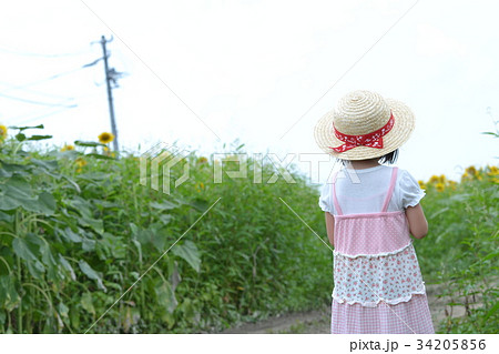 後姿 麦わら帽子 女の子 向日葵の写真素材