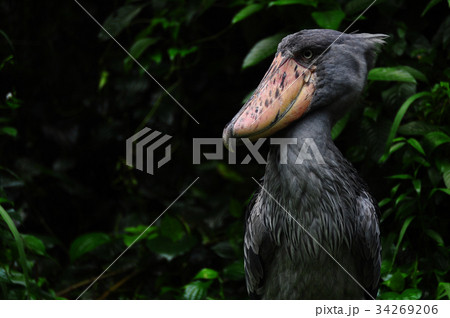 ハシビロコウ 鳥 くちばし 面白い顔の写真素材