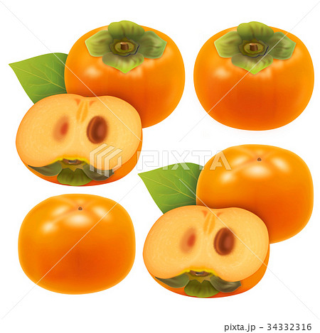 富有柿のイラスト素材