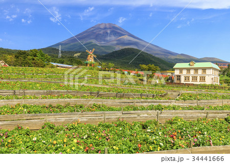 天空のダリア祭りの写真素材