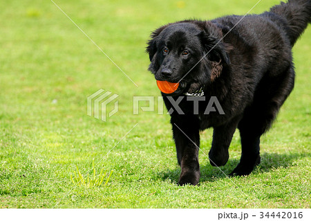 ニューファンドランド 犬の写真素材