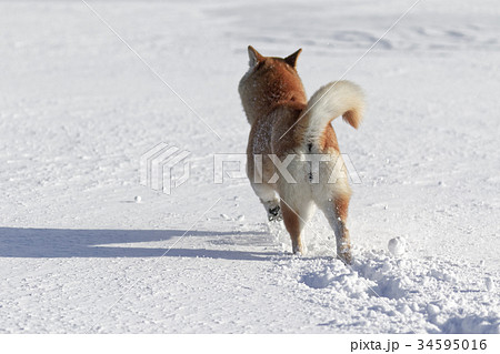 柴犬 走る 後姿 後ろ姿の写真素材