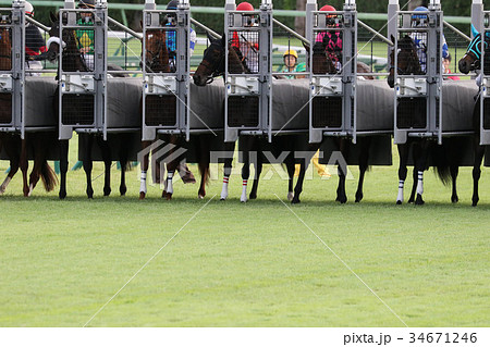 馬 競走馬 競馬 スタートゲートの写真素材