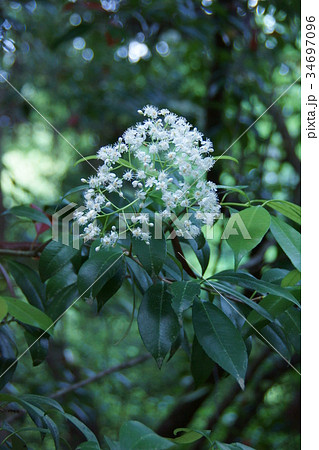カナメガシの写真素材