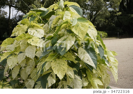 観葉植物 葉 黄色 緑混じりの写真素材 - PIXTA