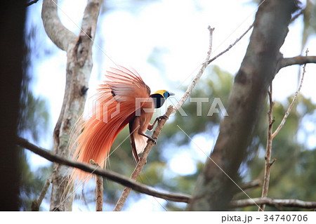 アカカザリフウチョウ フウチョウ 極楽鳥 ゴクラクチョウの写真素材